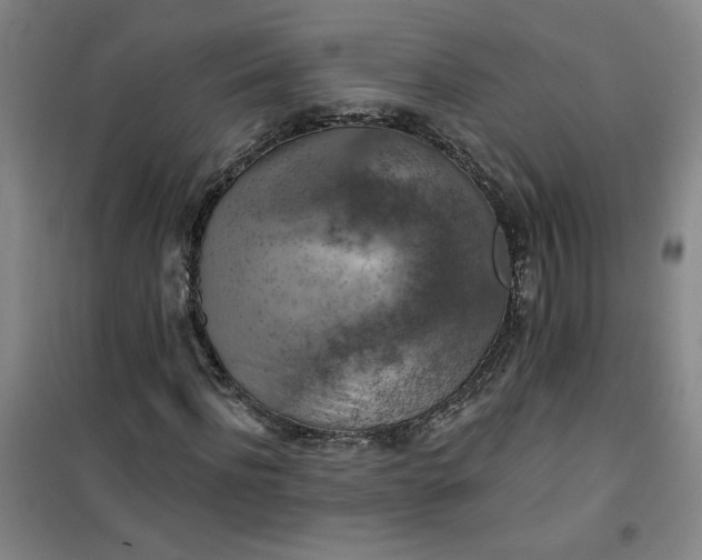 X0000101150916200807111002