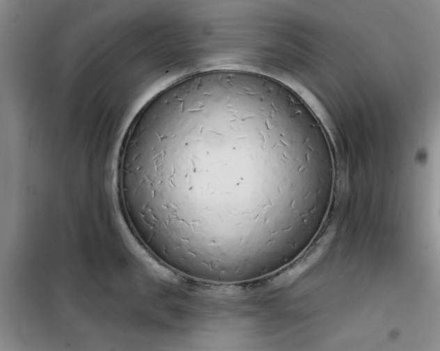 X0000101150957200807111002