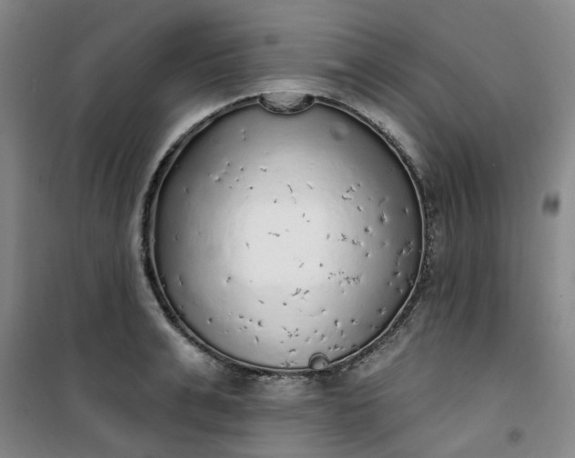 X0000101150991200807111001