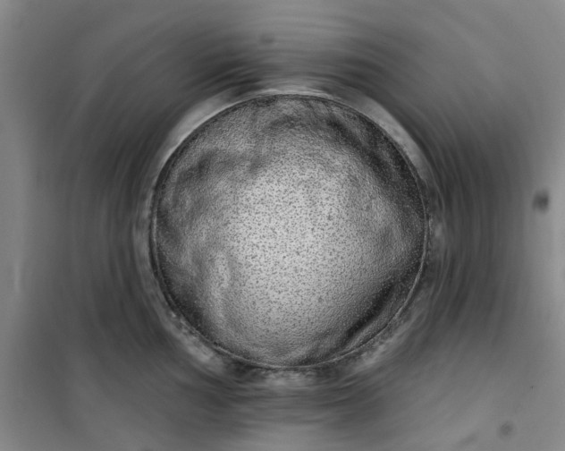 X0000101151002200807111001