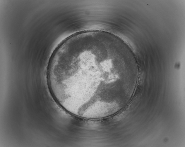 X0000101151086200807111000