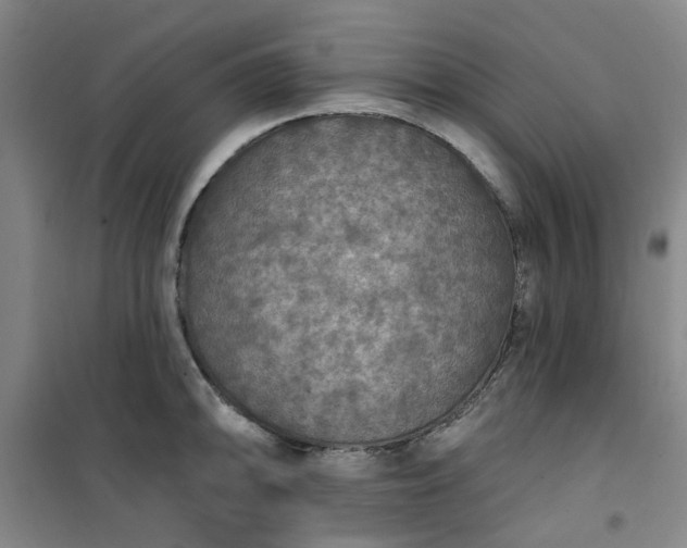 X0000101151094200807111000