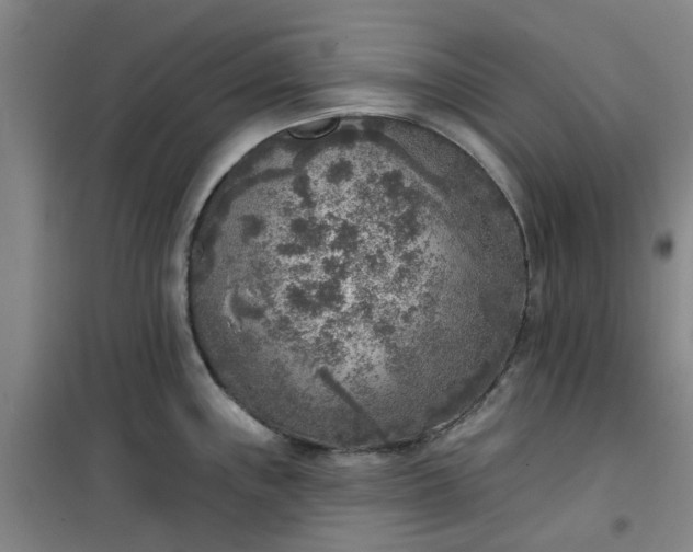 X0000101151243200807110958