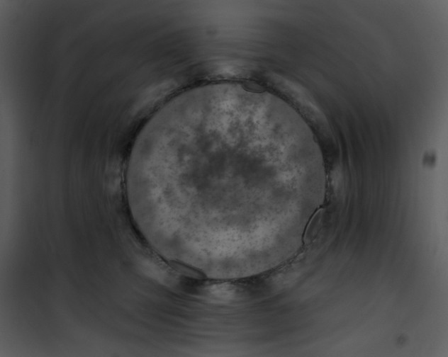 X0000101150423200807181339