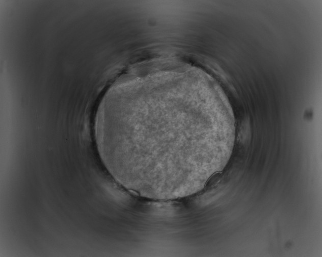 X0000101150524200807181337