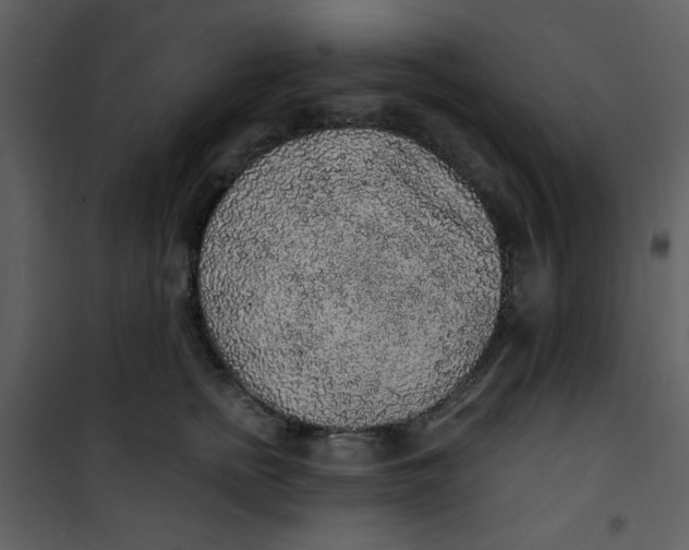 X0000101150758200807181334