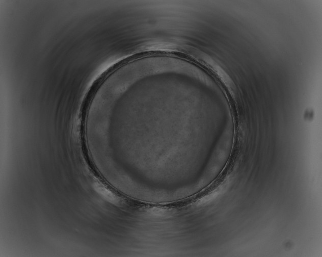 X0000101150779200807181333