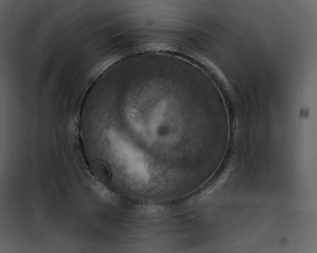 X0000101150785200807181333