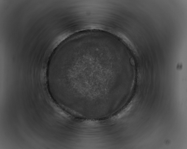 X0000101150977200807181330