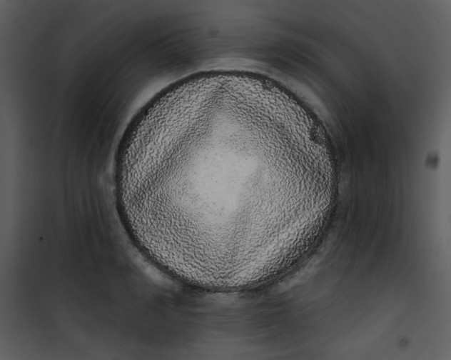 X0000101150990200807181329