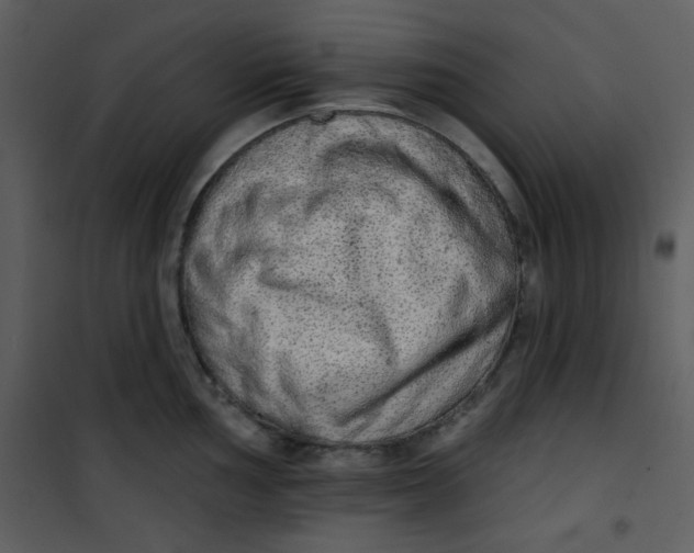 X0000101151002200807181329