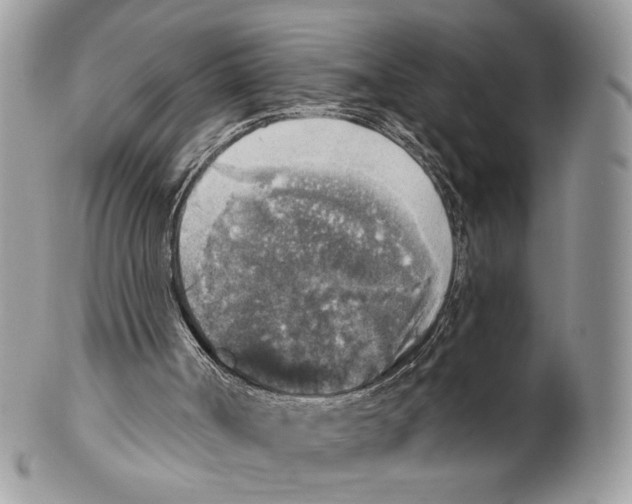 X0000101150002200807251058