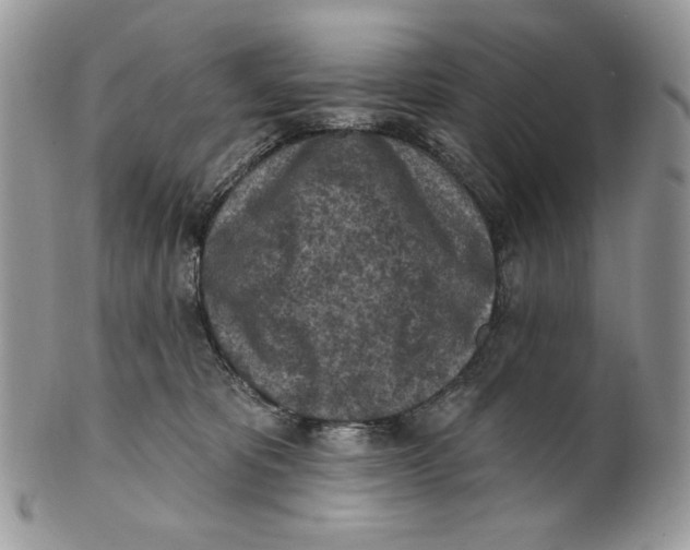 X0000101150325200807251053