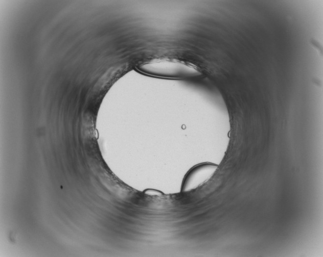 X0000101150384200807251053