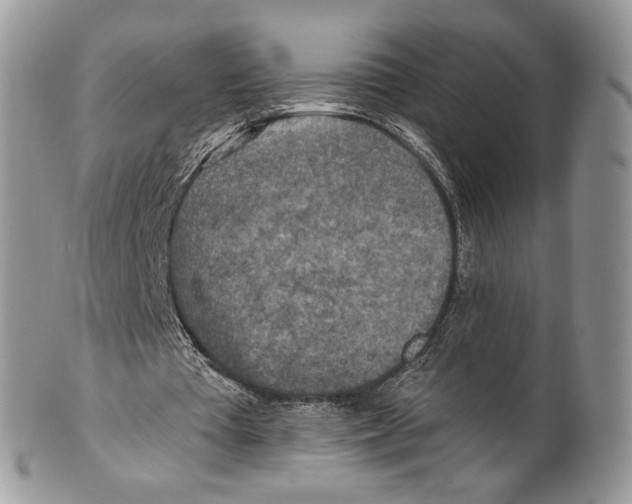 X0000101150385200807251053