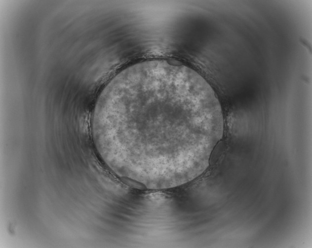 X0000101150423200807251052