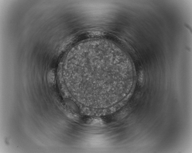 X0000101150715200807251048