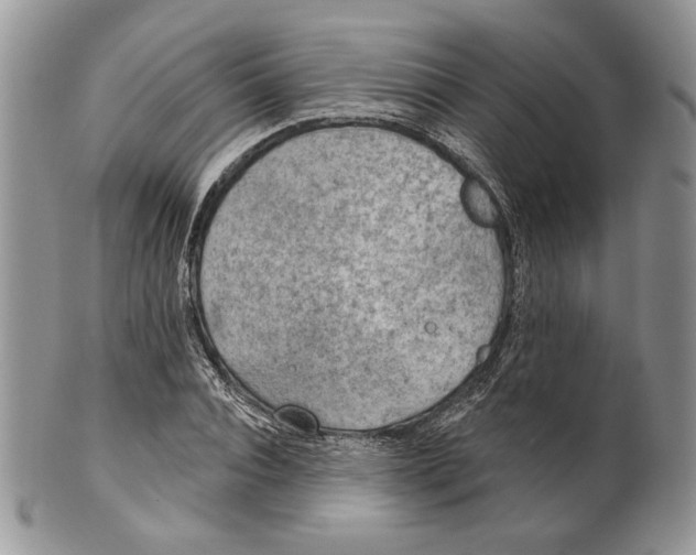 X0000101150928200807251045