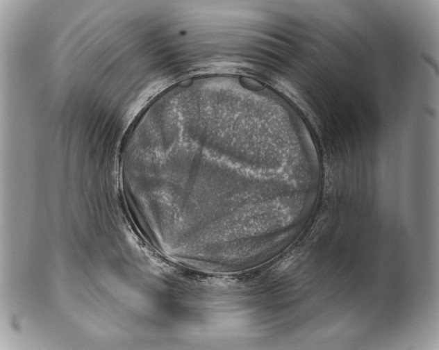 X0000101150994200807251044