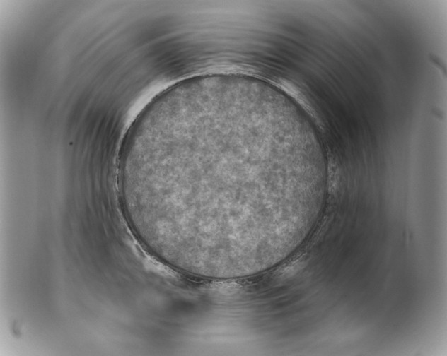 X0000101151094200807251043