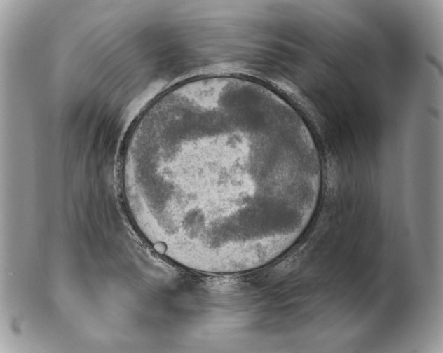 X0000101151278200807251040