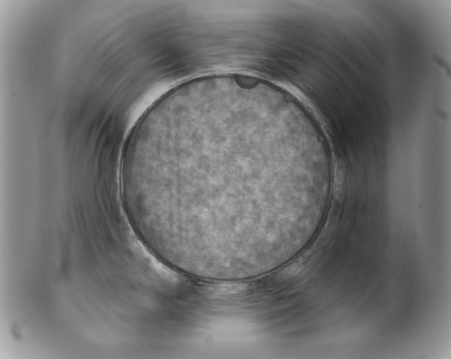 X0000101151294200807251040