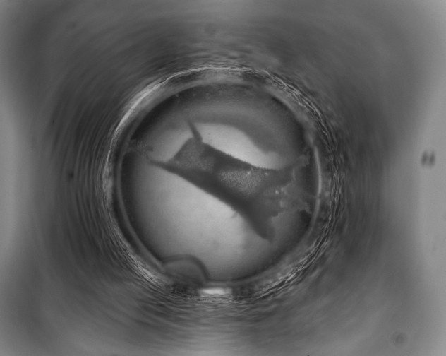 X0000101160053200806271019