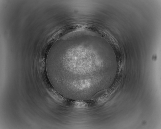 X0000101160376200806271015