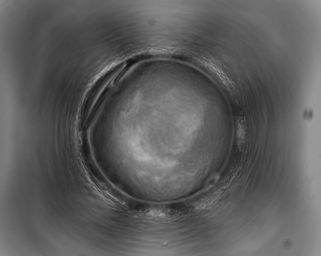 X0000101160684200806271010