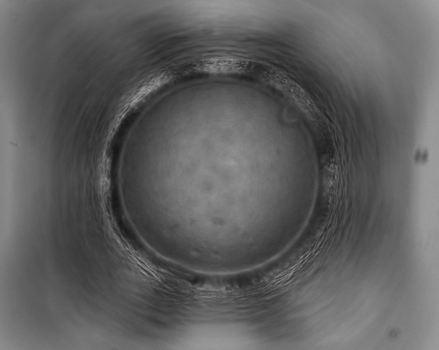 X0000101160727200806271009