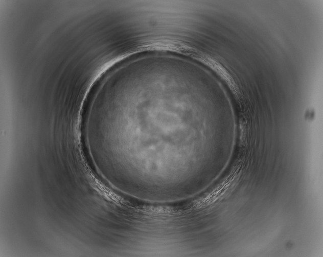 X0000101161020200806271004