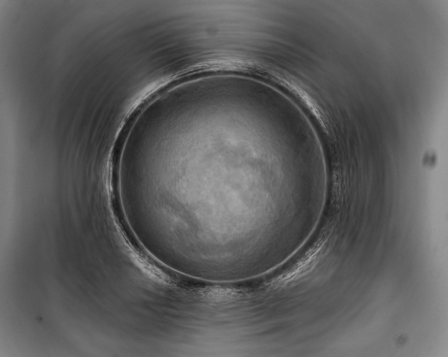 X0000101161034200806271004