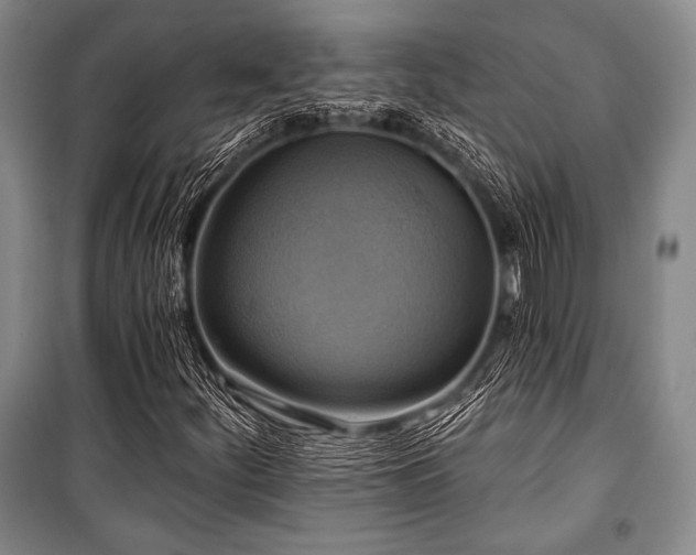 X0000101161252200806271001