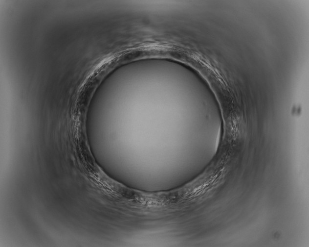 X0000101161254200806271001