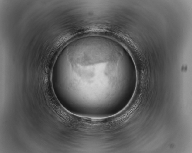 X0000101161257200806271001
