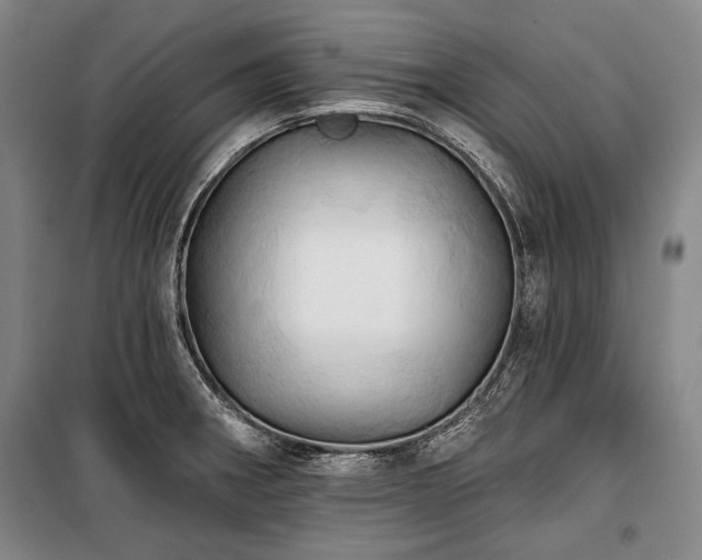 X0000101161282200806271000