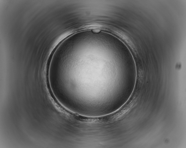 X0000101161426200806270958