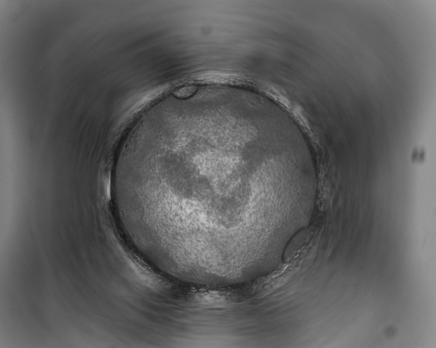 X0000101160062200807111038