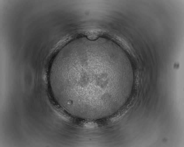 X0000101160258200807111036