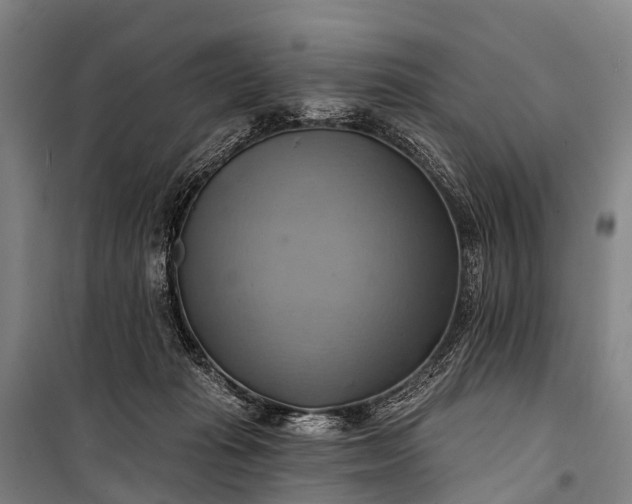 X0000101160269200807111036