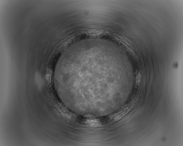 X0000101160283200807111036