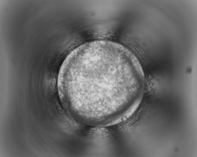 X0000101160427200807111033