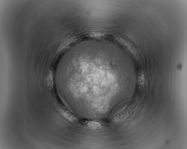 X0000101160572200807111031