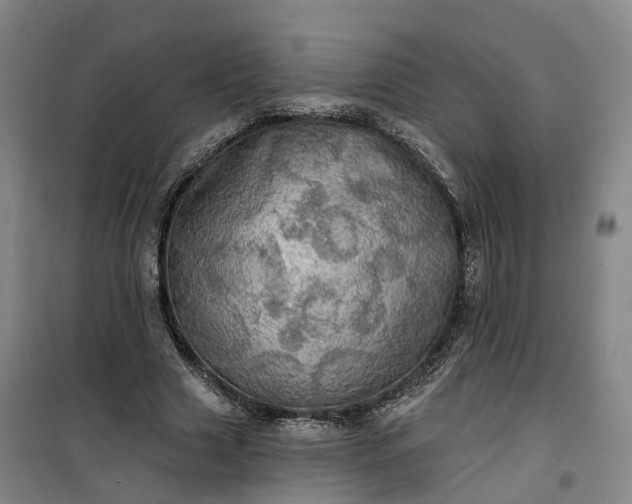 X0000101160633200807111029