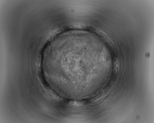 X0000101160739200807111028