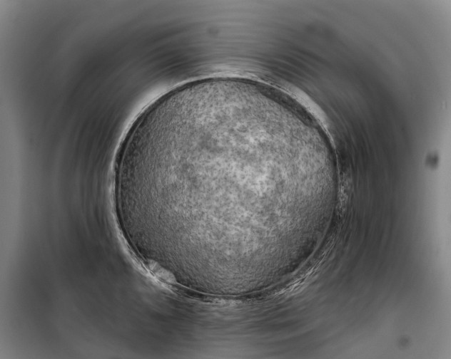 X0000101161096200807111023