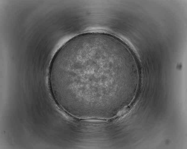 X0000101161277200807111020