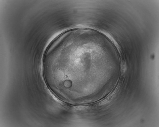 X0000101161294200807111020