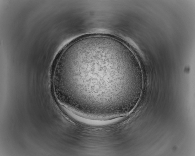 X0000101161364200807111019