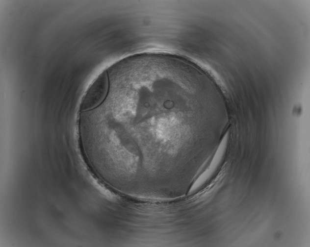 X0000101161375200807111019